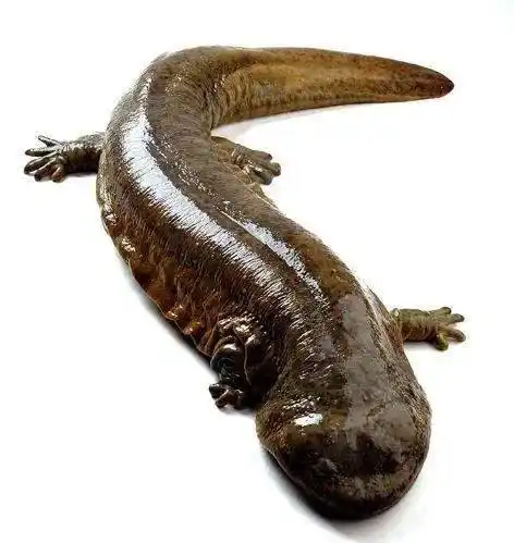 东港惊现野生娃娃鱼叫声像婴儿哭四肢似人手脚