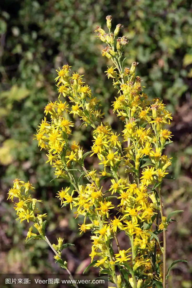 秋麒麟草植物开花