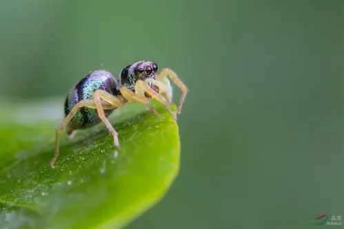 条纹金蝉蛛贺获首页精华