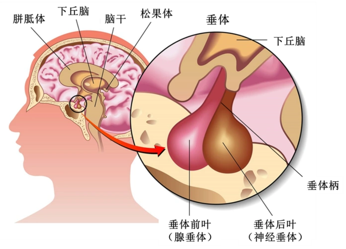 垂体又称为脑下垂体,从下图我们可以直观的看到,垂体位于下丘脑下部