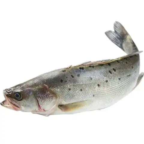 鲈鱼海水鲈鱼新鲜鲈鱼七星鲈鱼新鲜14斤16斤平均15斤五条装