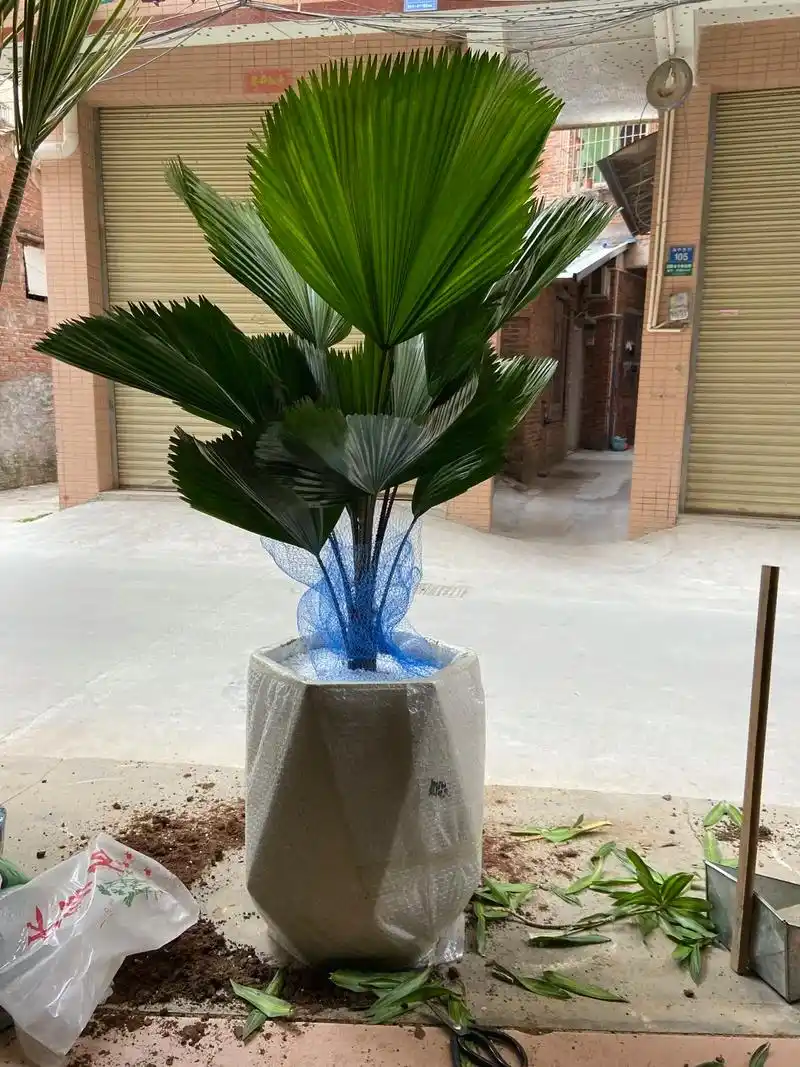 提升装修高级感的绿植推荐 圆叶棕榈#适合室内摆放的花卉盆栽 - 兑趑