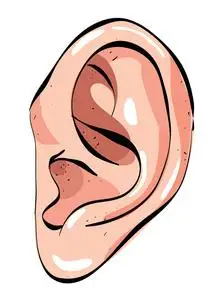 人类的耳朵的卡通形象照片