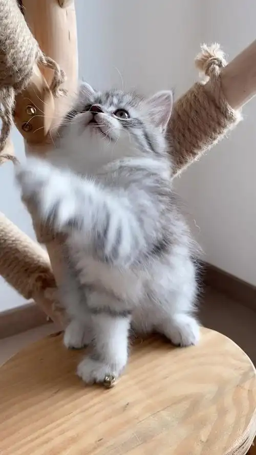 美短虎斑长毛妹妹