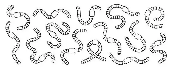 收集卷曲的蚯蚓图片下载