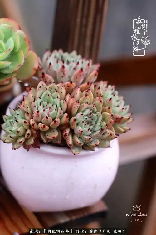 深夜十点档,来自多肉的心灵花园频道!