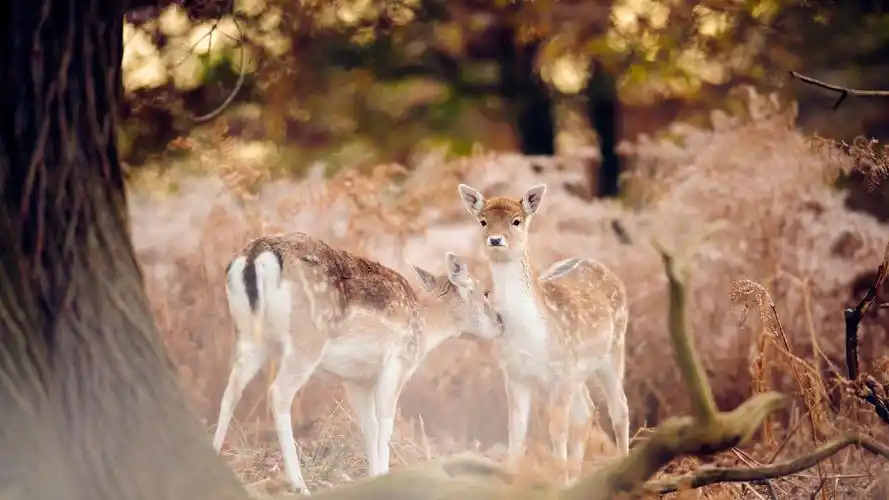 森林中的可爱小鹿高清唯美摄影图片桌面壁纸