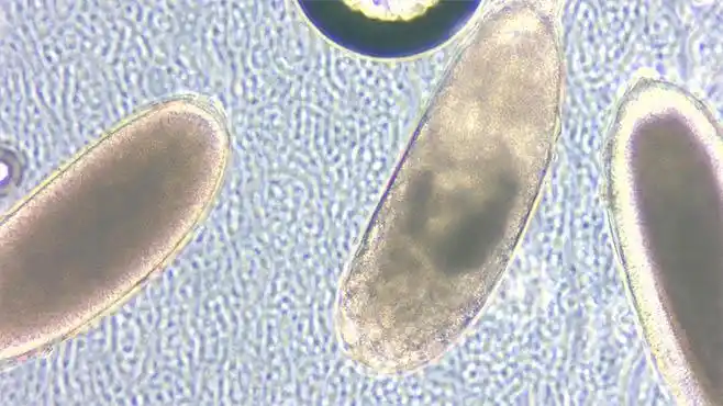 明美倒置显微镜下的果蝇虫卵