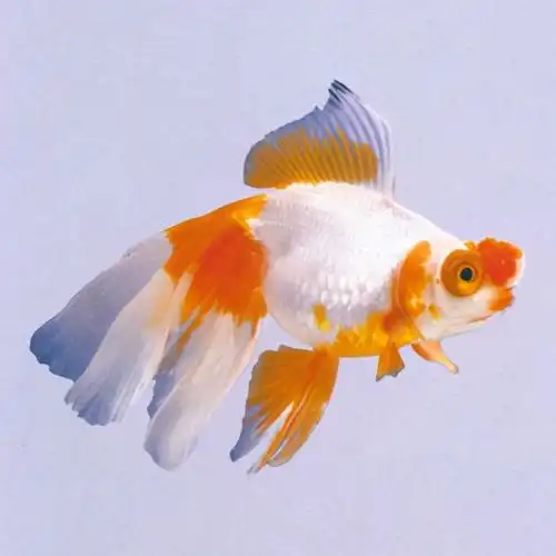 漂亮的金鱼欣赏108种