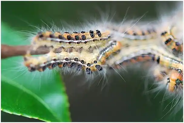 茶树茶毒蛾词条图册_百度百科