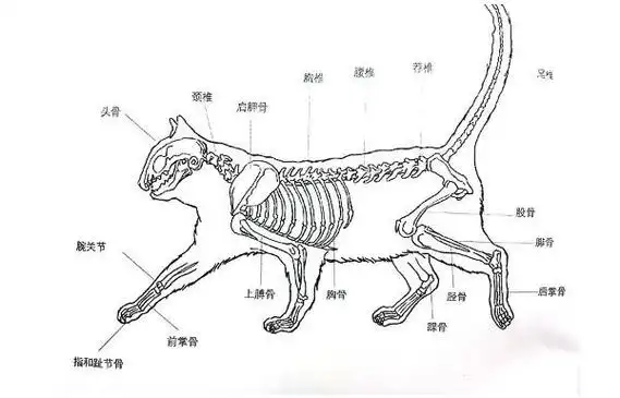 跳下来时,身体失去平衡,神经系统会迅速的指挥骨骼肌以最快的速度运动