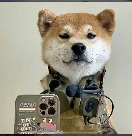 记得之前看过一个头像和这个柴犬头像是cp头像～ 是一只拿着手机自拍