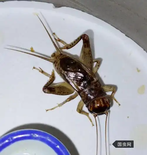 河北沧州河间蟋蟀2018年销售计划