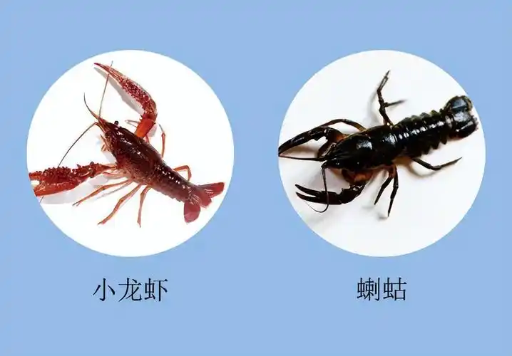 喇蛄和小龙虾什么区别(蝲蛄好吃还是小龙虾更美味)-七暖网