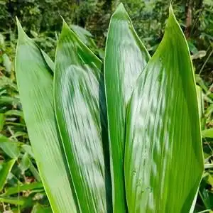 粽子叶长友新鲜大号粽叶100片真空包粽子叶子棕叶箬竹叶新叶免邮