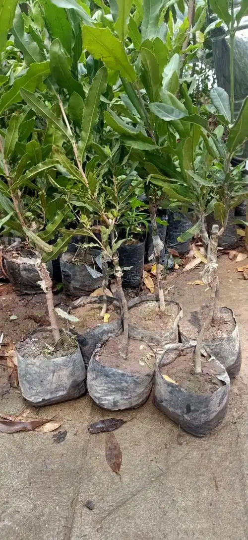 澳洲坚果树苗 桂热一号坚果苗夏威夷嫁接果树苗南方种带土带叶 澳洲