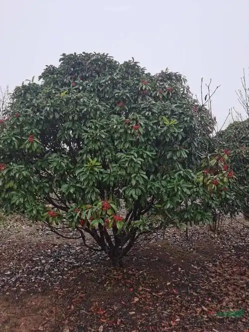 石楠,红叶石楠,中华石楠,丛生石楠