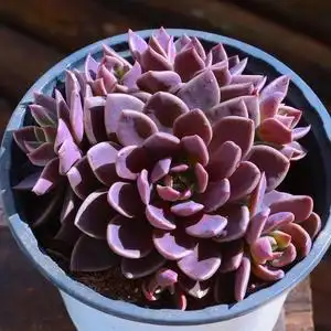 紫卡多肉