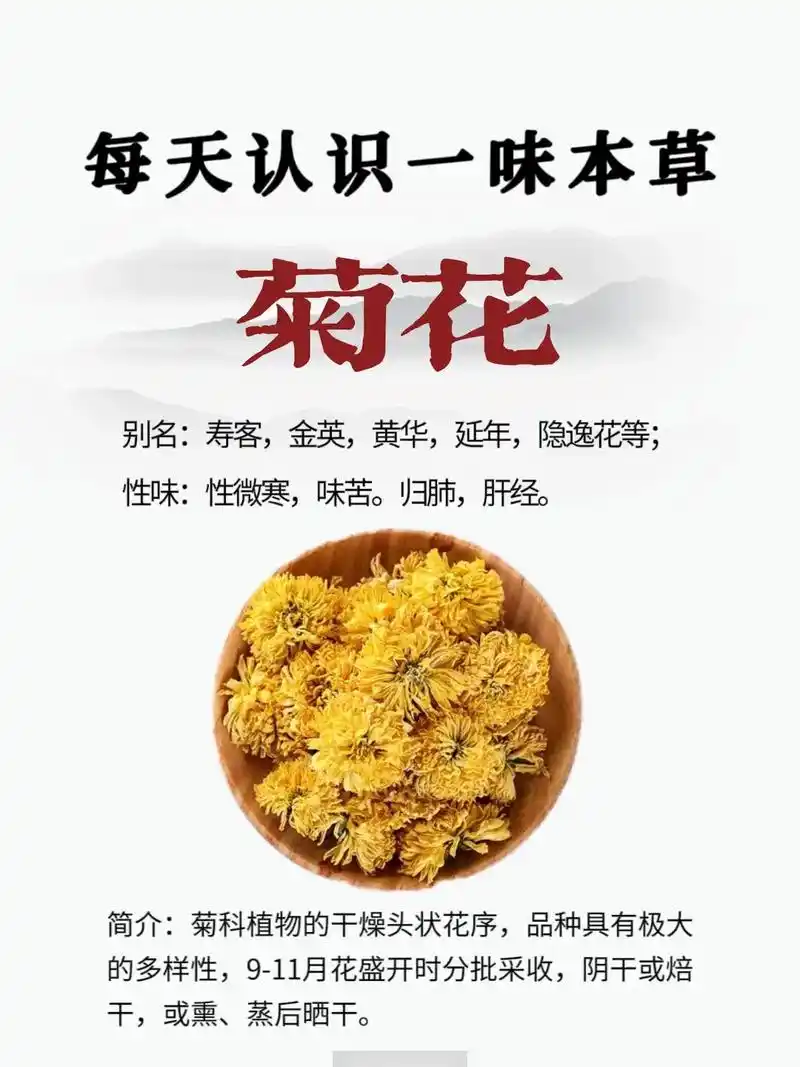 【菊花】每天认识一味中草药92第23天.【别名】寿客,金英, - 抖音