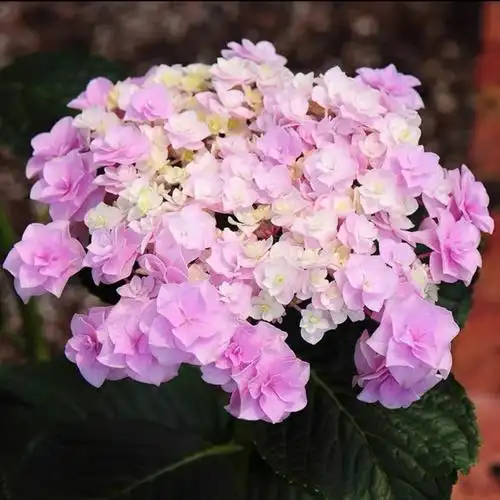 绣球头花万华镜妖精之瞳艾薇塔爆米花