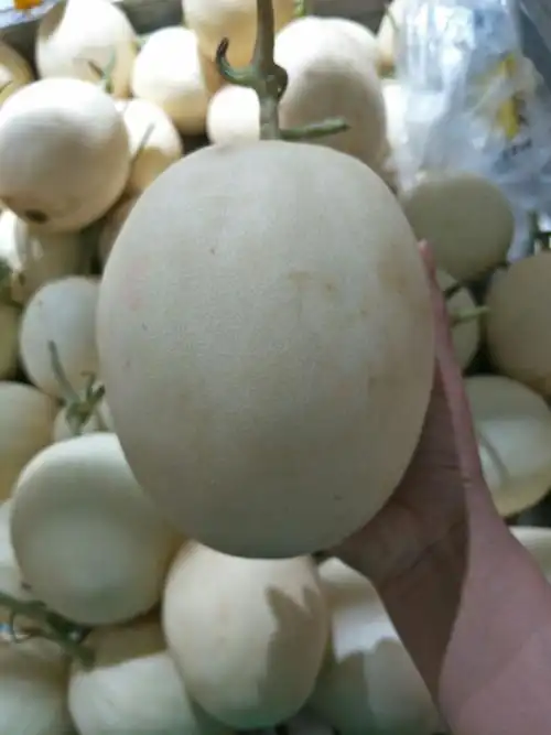 白甜瓜1.68元1斤