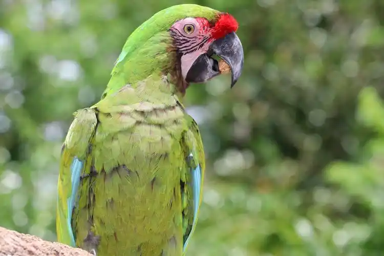 美丽聪明的绿鹦鹉1366x768分辨率查看