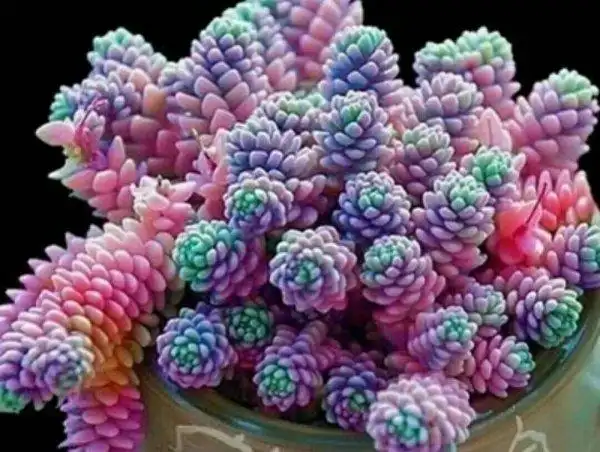 十大最漂亮的多肉植物姬星美人榜上有名