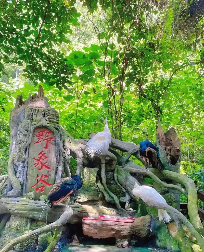 人与亚洲象的沟通桥梁—#西双版纳野象谷#抖音图文来了 #旅行 - 抖音