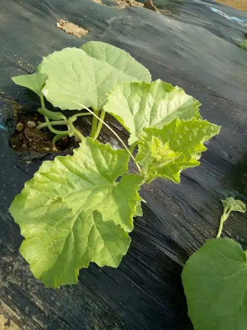 香瓜这叶子是毛病吗?