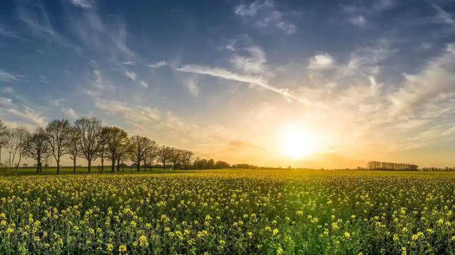 油菜花 花海 夕阳 天空 风景 5k壁纸