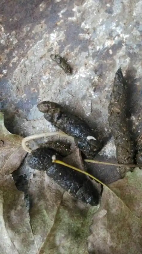 梦见自己大便拉出蛔虫 梦见自己拉屎,并看到屎