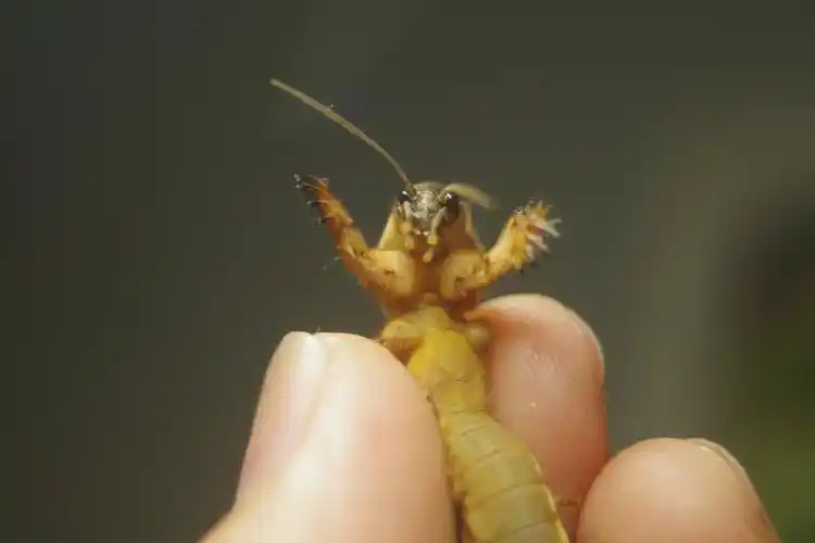 二哥学摄影:蝼蛄 - 简书