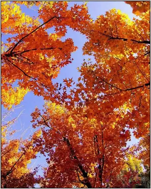 海淀秋美12景点_秋色_银杏树_公园