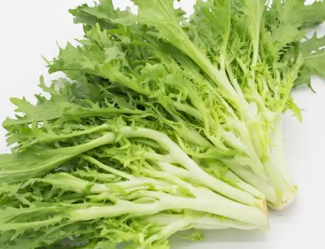 苦菊的种植技术,掌握这几点,就能种出口感较好的苦菊