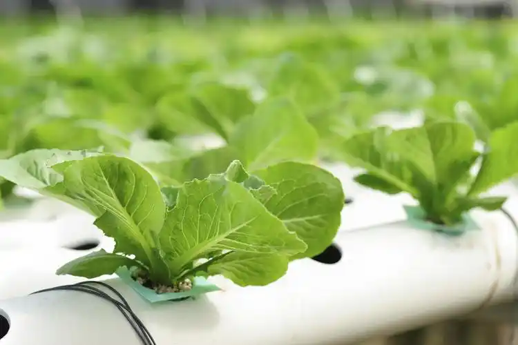 水培(hydroponics)是一种新型的植物无土栽培方式,又名营养液培,其