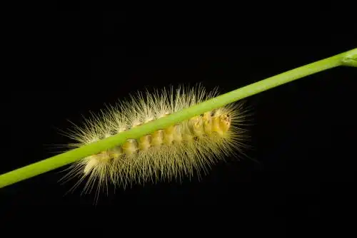黑色背景上的毛毛虫
