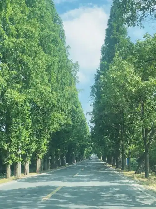 几十年都没变过的那条林荫路