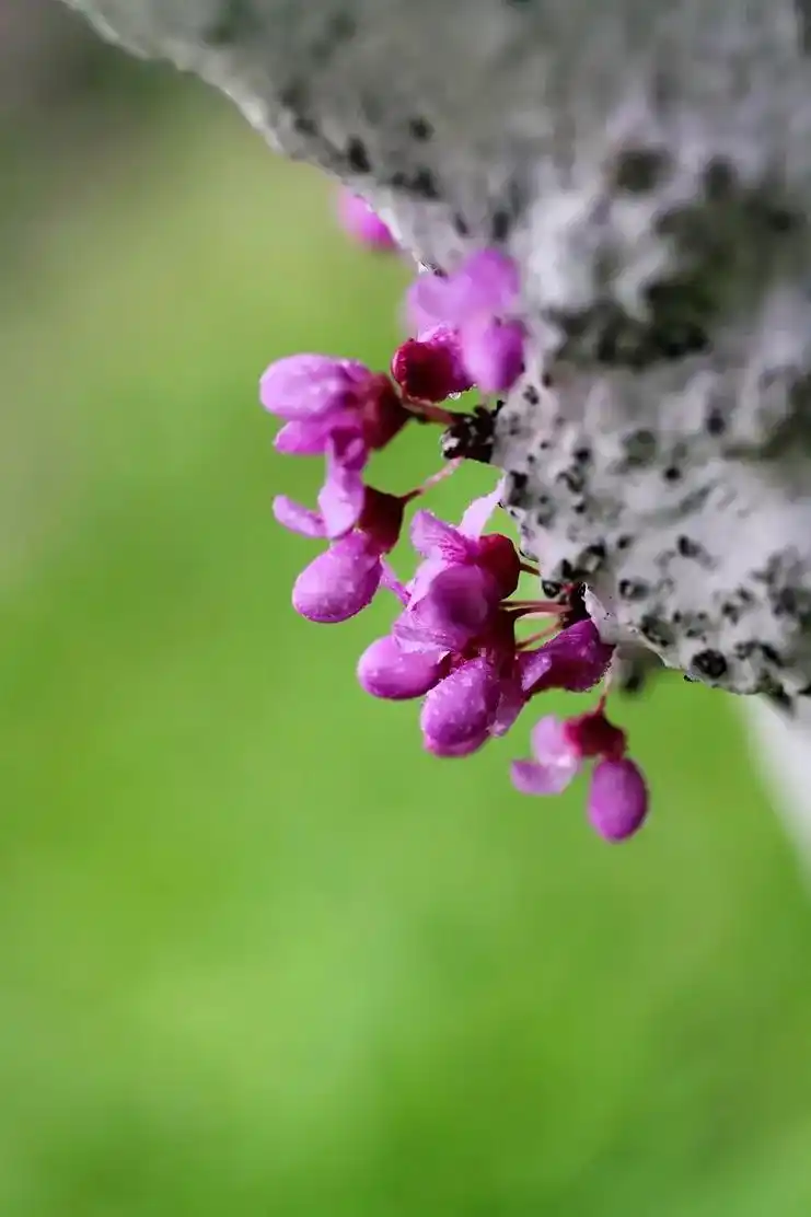 紫荆花花语为兄弟和睦家庭和美摄影西冷秋水