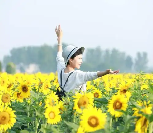 其它 心向阳光 写美篇向日葵告诉我,只要面对着阳光努力向上,日子就会