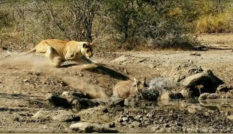 母狮拼命追赶疣猪本以为胜券在握不料疣猪却用这招脱身