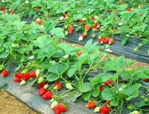 鑫宇幼儿园樱桃班科学文化领域植物学《用草莓树认识整株植物的各部分