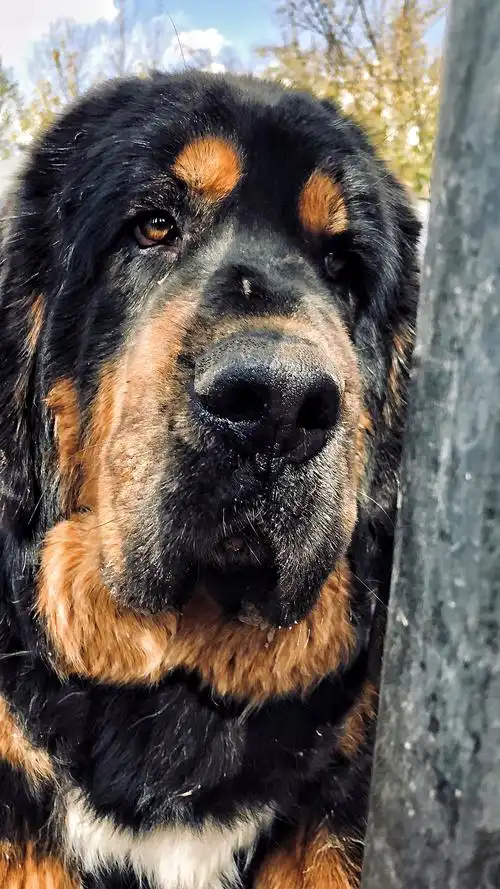 獒王我想以另一种方式活着