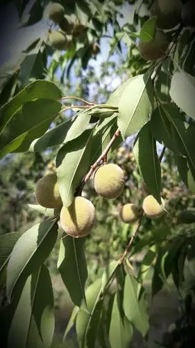 火烧沟湿地景观的山毛桃(青海西宁)