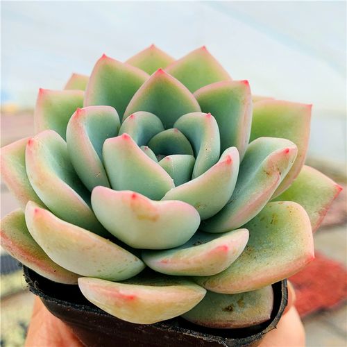 轰动多肉植物草莓泡芙莲花座经典品种叶片厚叶偏胖趣味桌面办公室