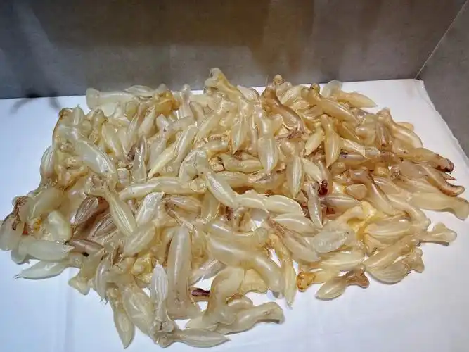 马来蜘蛛公3克小规格