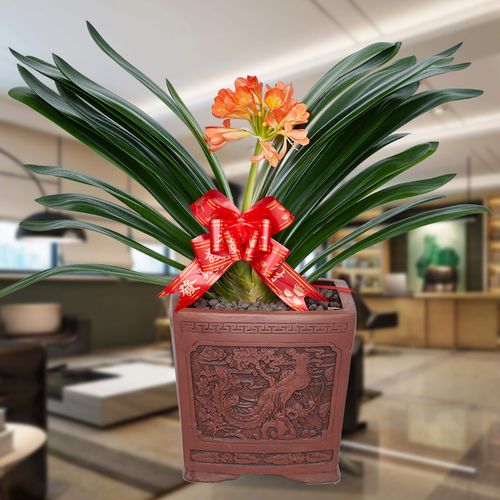 梦邦君子兰盆栽高档盆景墨兰室内办公室送礼开花时令草本花卉