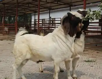 波尔山羊种公羊价格,纯种波尔山羊价格