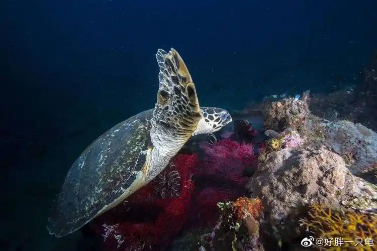 二年级r.课程——可爱的小海龟
