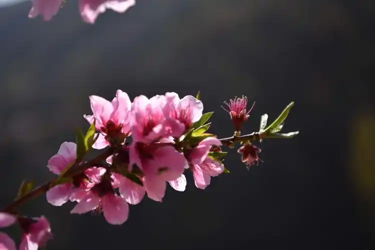 其它 桃枝夭夭 写美篇  "人间四月芳菲尽,山寺桃花