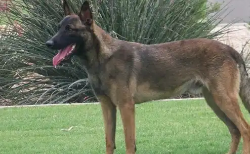 为啥养马犬的人越来越少?原因有五个,第五个最重要